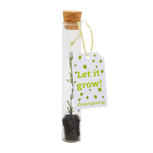 Plant in cork vase | Eco gift